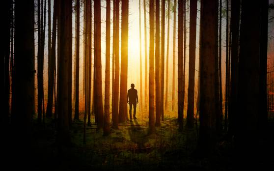 Alone in Forest Sunset 4K HD Wallpapers Custom size generator