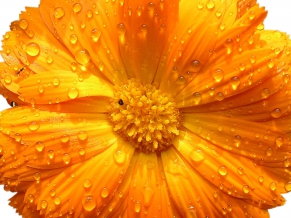 Drops on Flowers