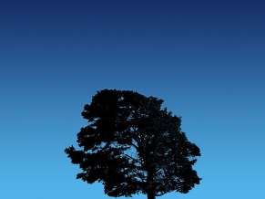 Tree On Blue Sky