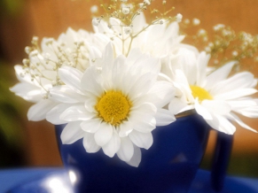 White Glowing Flowers