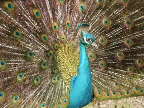 A Peacock