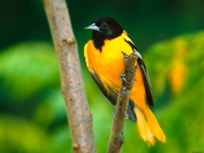 Baltimore Oriole