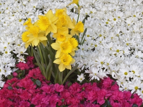 Brighton Narcissus Daisy Flowers