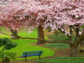 Cherry Tree Evergreen Park Washington