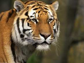 Curious Cat, Siberian Tiger