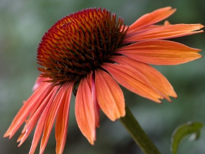 Echinacea Sundown