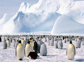 Emperor Penguins Antarctica