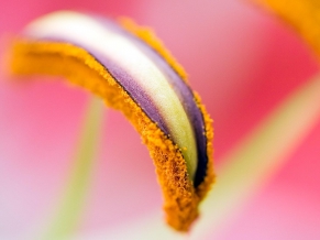 Orange Flower