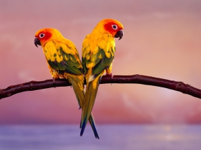 Parrot Pair