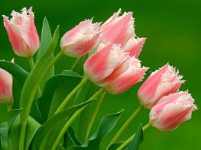 Parrot Tulips