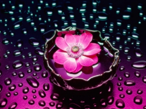 Petals Water