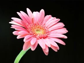 Pink Daisy