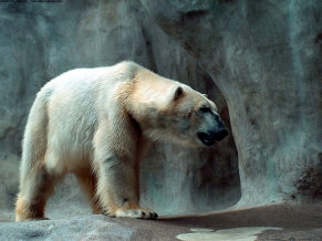 Polar Bear