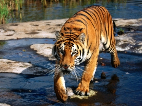 Prowler, Bengal Tiger