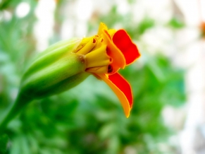 Strange Flowers