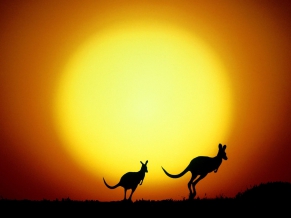 The Kangaroo Hop Australia
