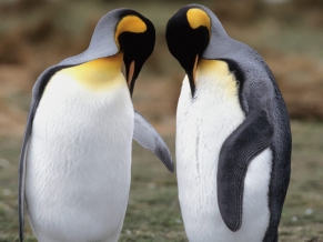 Tuxedo Check King Penguins