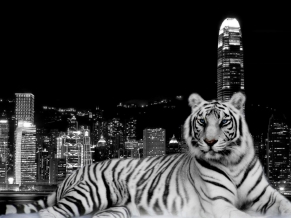 City Dark Tiger