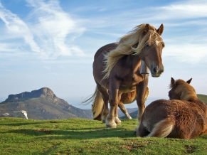 Hill Horses