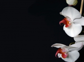 White Orchid