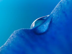 Blue Droplet Honor...