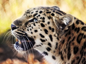 Leopard 1080p