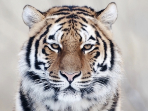 Tiger Close Up