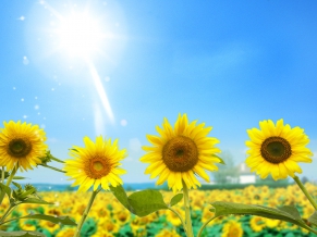 Amazing Sunflowers