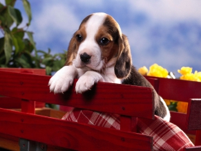 Beagle Puppy