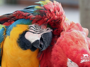Best Friends Macaws