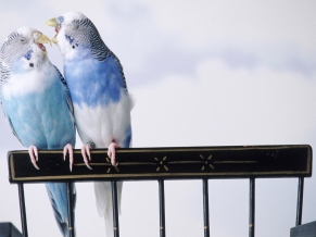 Cantankerous Parakeets