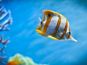 Copperb Butterfly Fish