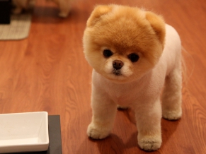 Cão bonito de Pomeranian