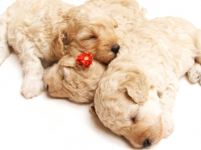 Os filhotes de cachorro bonito do sono