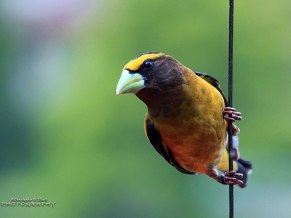 Evening Grosbeak