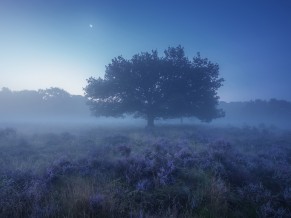 Evening Lscape Mist