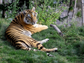 Female Tiger Amurshaya