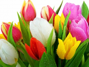 Fresh Tulips