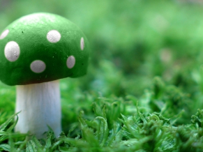 Green Mushroom Wide