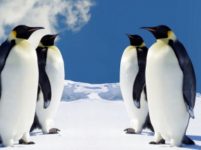 HQ Penguins