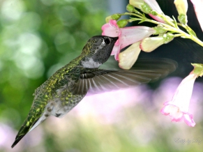 Hungry Hummingbird