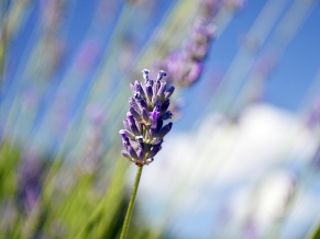 Lavender