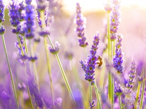 Lavender Flowers