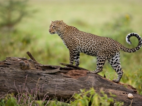 Leopard Kenya