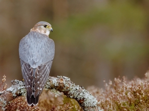 Pigeon Hawk