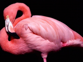 Pink Animal