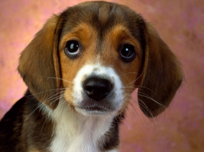 Filhote de cachorro Olhos Beagle