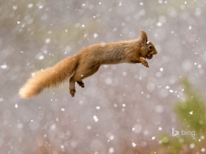 Red Squirrel