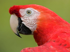 Scarlet Macaw Portrait Amazon