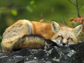 Sleeping Red Fox